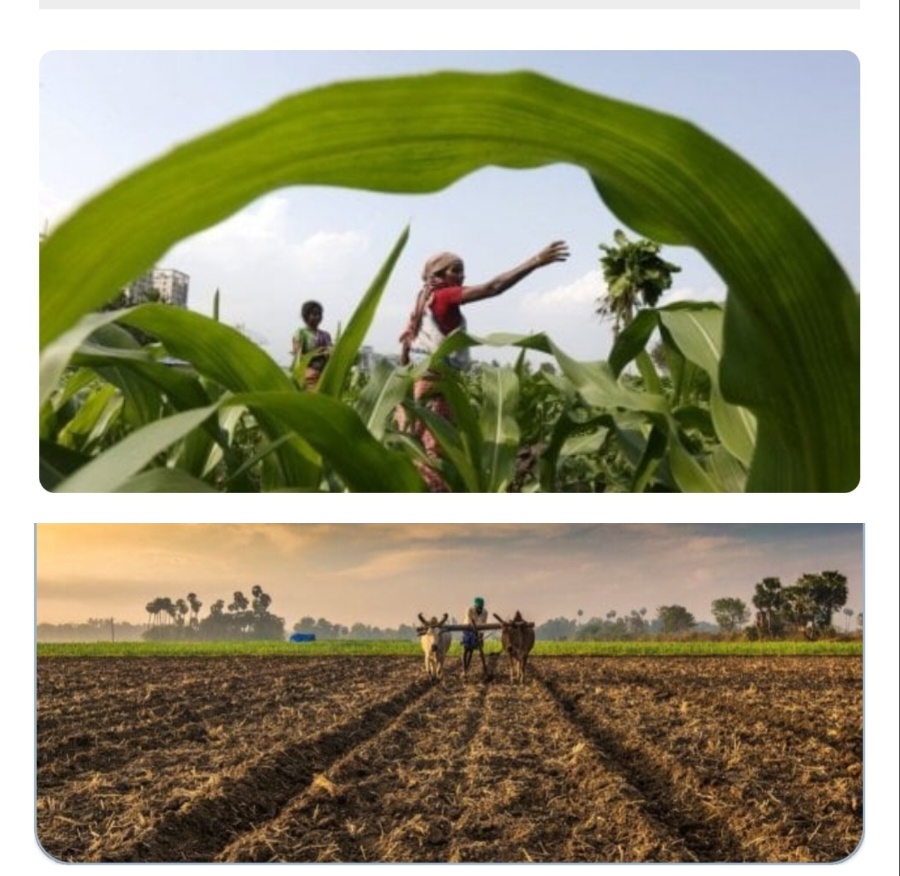 भारत की कृषि अर्थव्यवस्था में जबरदस्त उछाल: FY12 से FY24 तक GVA तीन गुना बढ़ा, GDP में बना अहम स्तंभ